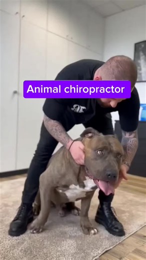 Animal chiropractor: chiropractic adjustment for dog and horse