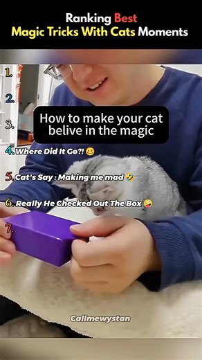 Funniest Cat Moments 😂🐱 | Try Not To Laugh Challenge!!! | Funny Cats on camera