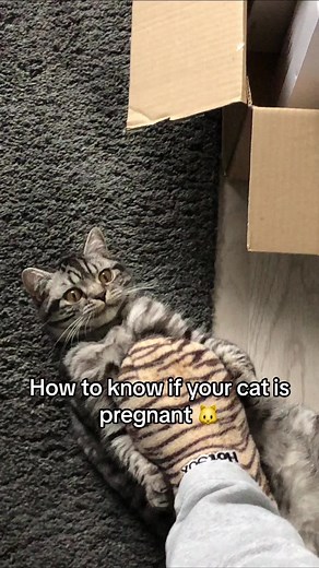 How to know if your cat is pregnant 🐱