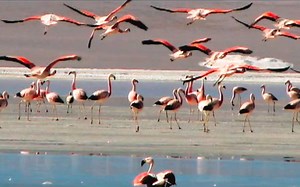 Flamingos are Algae Vacuums, Really! | Bird Academy • The Cornell Lab