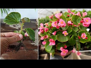 How to propagate begonia plant from cuttings