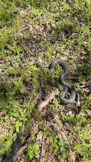 Is this black snake venomous? #snakes #wildlife #animals