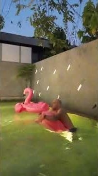 Il Fenicottero indomabile