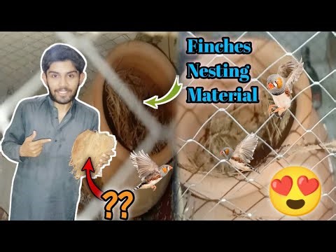 Finches K liay Best Nesting Material🤔| Zebra Finches Nesting