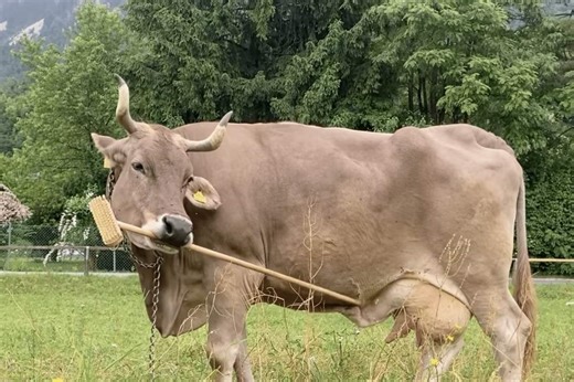 A cow capable of using a tool: what this surprising discovery reveals - Futura-Sciences