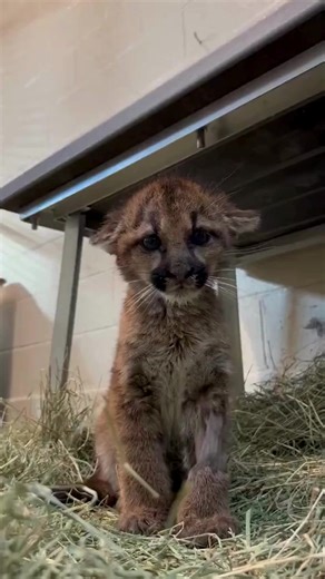 Too cute! This mountain lion cub was making all kinds of noises. 😺 #mountainlion #cub #noise #oaklandzoo #zoo #california | WEAU 13 News