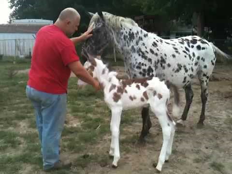 Spotted mule one day old Missouri