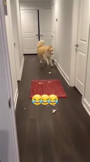 Funny Animals Compilation You Can't Miss