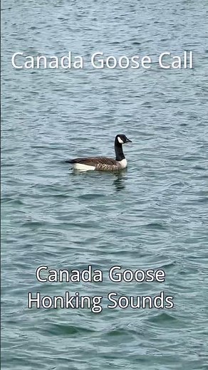 Canada goose call, Canada goose honking sounds !
