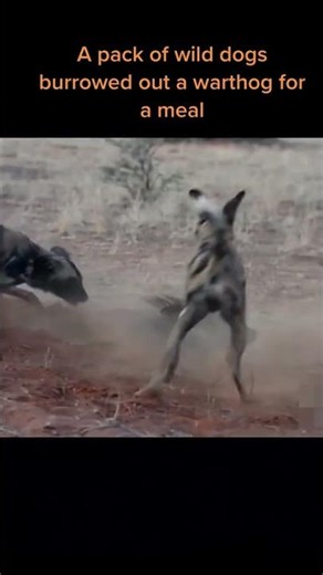 Relentless! Wild Dogs Dig Out a Warthog from its Burrow (African Safari)
