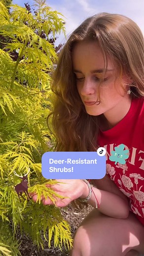 Top 3 Deer-Resistant Shrubs for Your Garden