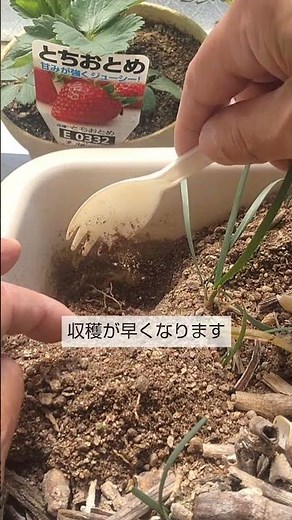 4/8【ニラ】手入れ こうして手入れをすれば成長が早く大きく育って収穫が早くなります