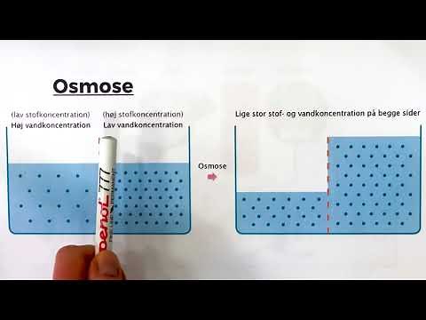 Osmose i Cellen - Naturfag SOSU
