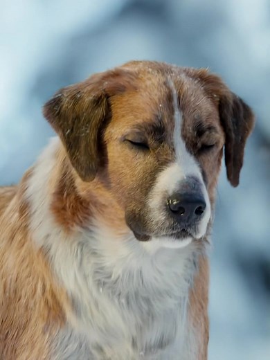 Episode 4 | How a pet dog transformed into a wolf king? #fypシ #foryou #movie