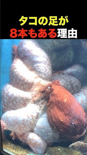 The reason why octopuses have eight legs.