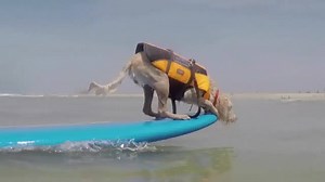 115K views · 1.5K reactions | Can your pooch do this? Annual dog surfing event in Huntington Beach showcases many talented canines | CBC News | Facebook