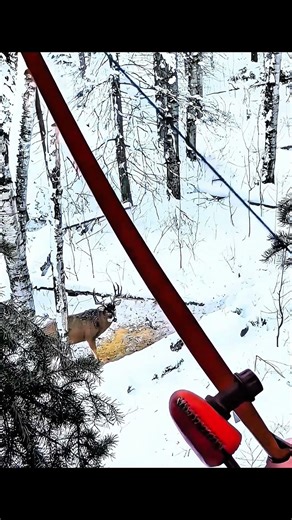 Up Close Bow Hunting – 15 Yards Only | #deerhunting #bowhunting #hunting #shots