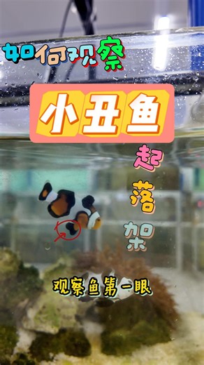 养不活小丑鱼？90%鱼友败在不会看"起落架"！
