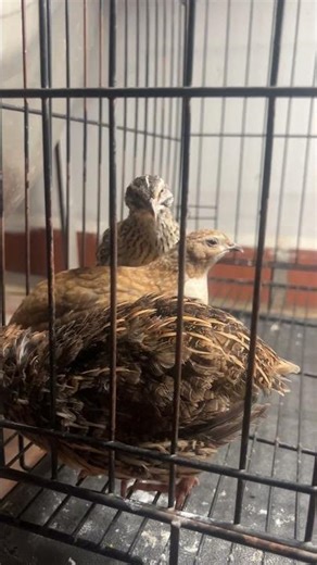 These quails' behavior will surprise you #quails #petsofyoutube
