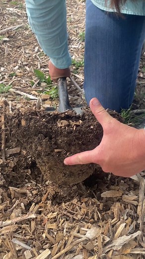 How Wood Chips Improve Dry Low-Organic Soils