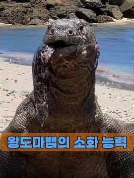 You've probably never seen a Komodo dragon eating like this before! #animals #animals