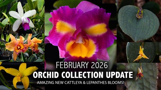 "花开时节"兰花收藏更新 - 2026 年 2 月 | 珍稀丽斑兰与石斛兰   绚丽卡特兰花绽放！