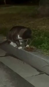 Funny cats compilation #reelsfyp #reelsfb #fypシ #catreels #catsofinstagram #catlovers #catsoffacebook #cats #fypchallenge | Cats Comp