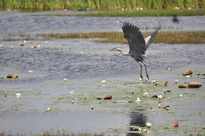 Maps & Apps | Creole Nature Trail | Lake Charles, LA