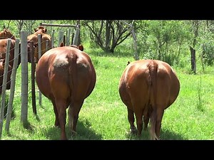 SOLD!! 1214ha Vaalwater Combination of Irrigation and Cattle Farm for Sale