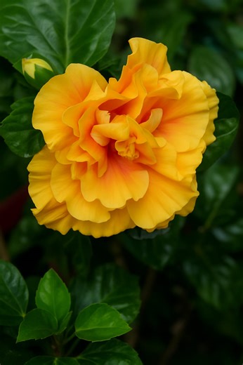 Every hibiscus petal glows with love, warmth, and peace 🌸💖 A little touch of nature that can brighten any heart 🌿✨ 💬 Drop a 🌺 if this flower made you smile today! ❤️ Like & share to spread nature’s happiness 🌼 #Fblifestyle 🌸 #Flowerlovers 🌺 #Flowerphotography 🌼 #Diy 🌿 #Hibiscus 🌷 | Blooming Flowers Nature