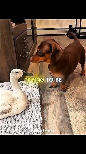 Dog Tries to Play With New Duck… But She Isn’t Having It 🐶🦆