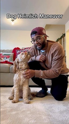 How to Perform the Heimlich Maneuver on Your Dog 😳