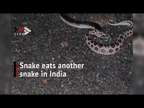 Horrifying moment snake eats another snake in India