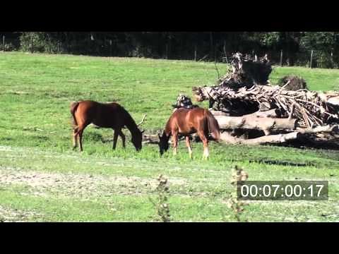 Horse Ethogram Video