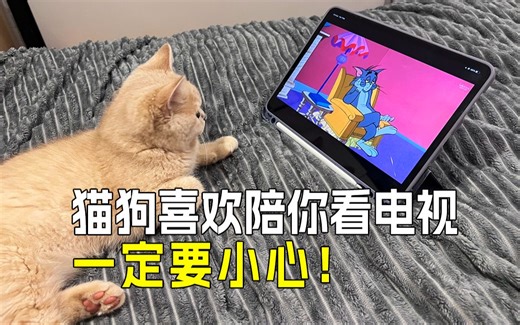 猫咪看电视的秘密：专为猫狗设计的节目💯