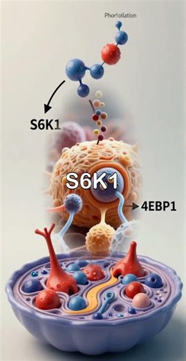 Decoding mTOR: The Master Regulator of Cell Growth