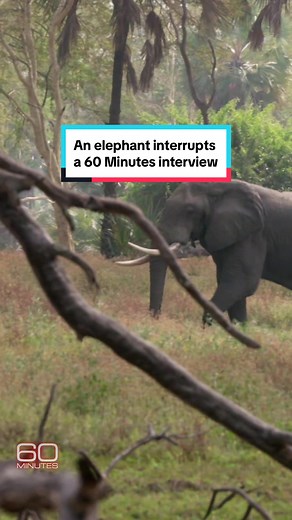 An elephant interrupts a 60 Minutes interview. It’s an amazing sight given that just a decade earlier, it was hard to find wildlife in Africa’s Gorongosa National Park. 🐘#60minutes #mozambique #elephant #wildlife
