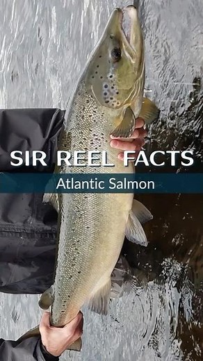 What's the Difference Between Atlantic and Pacific Salmon #atlanticsalmon #fishfacts