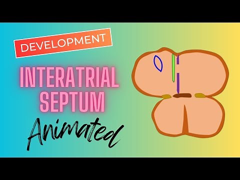 Development of Interatrial septum | Embryology | Animated video