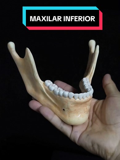 Maqueta del hueso maxilar inferior o mandíbula