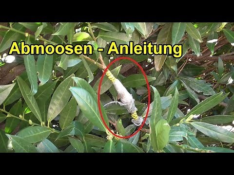 Propagate plants by cutting / grow them yourself – INSTRUCTIONS DIY Garden