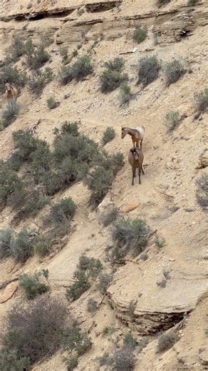 Those Poor Foals and That Dangerous Cliff Trail #horse #wildlife #wildhorse