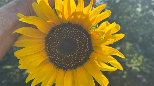 'Do you believe in miracles?' | 35-foot sunflower grown in Indiana demolishes world record