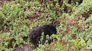 13K views · 521 reactions | Gorillas don't drink water all that much. Their plant-rich diets provide all the water they need.  But occasionally, we catch moments like this one. In this video, watch as 4-year-old Twirinde drinks water from a puddle. 轢  Emmanuel Izabayo | Dian Fossey Gorilla Fund | Facebook