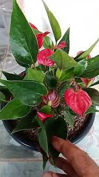 6 Plants to Keep Indoors