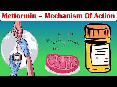 Metformin - Mechanism Of Action |Pharmacology Of Metformin