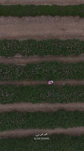 Fresh Rose 🌹 harvesting in Oman 🇴🇲❤️ | OMAN UPTO DATE