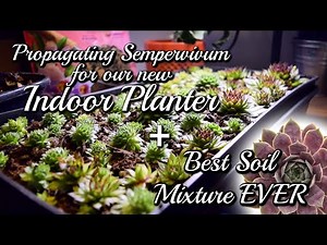Propagating Over 60 Sempervivum for our new Indoor Planter! HOW TO + CARE TIPS
