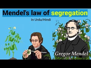 Mendel's law of segregation Easy Explanation (In Urdu/Hindi)