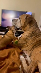 Do Dogs Make Good Dentists?(Via - Rebecca B.) | The Pet Collective